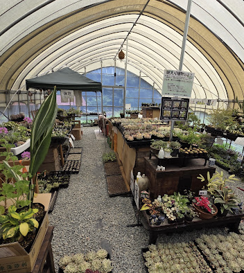 斑入り植物専門店～錦～